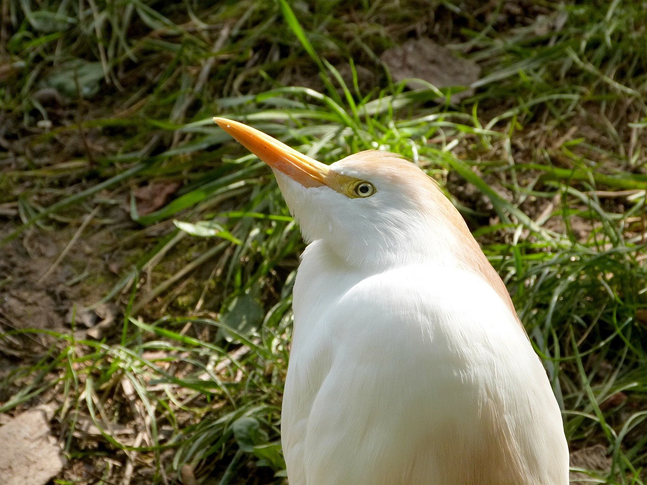 cattle egret heron free photo