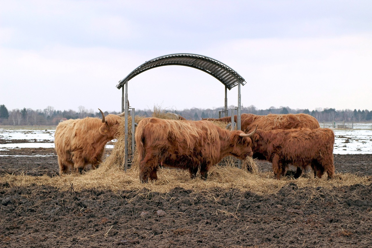 cattle hay manger free photo