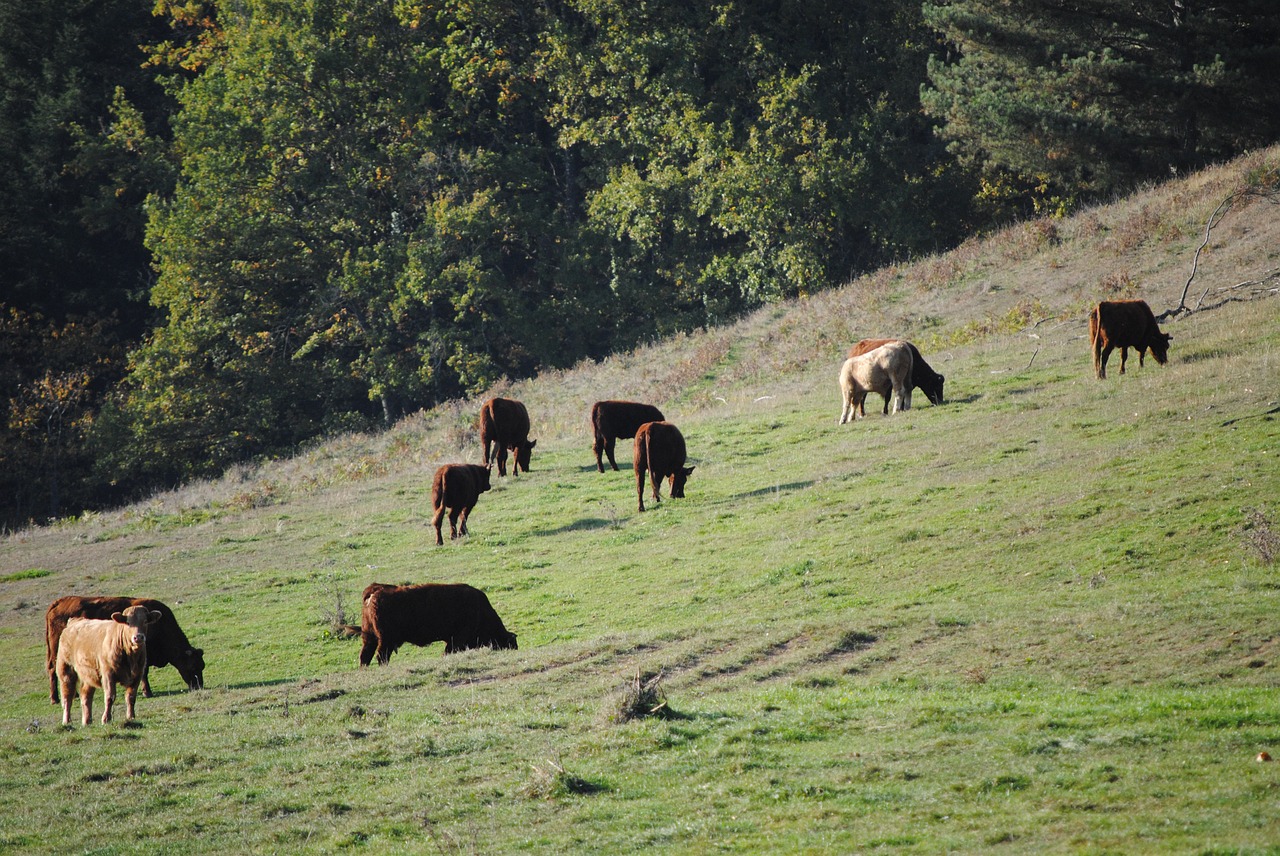 cattle meadows pasture free photo