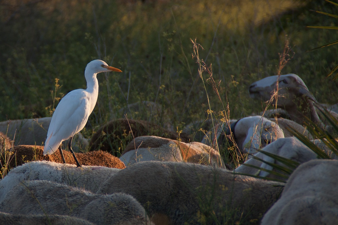 cattle lamb bird free photo