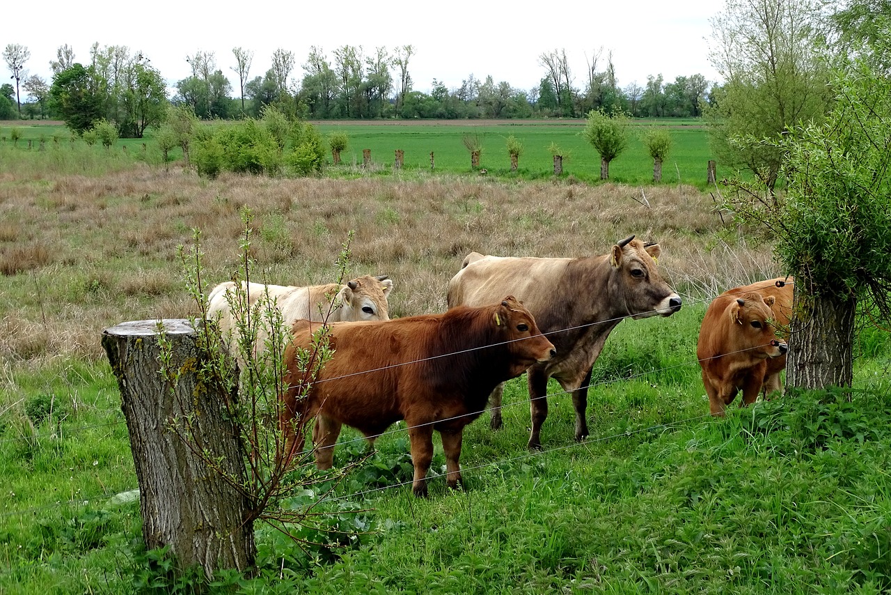 cattle cow herd grazing free photo