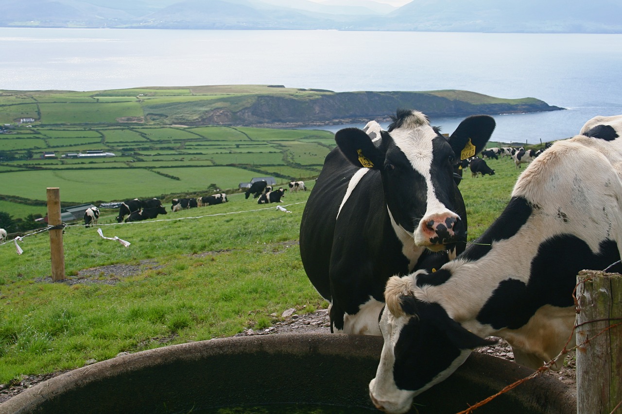 cattle cow bull free photo