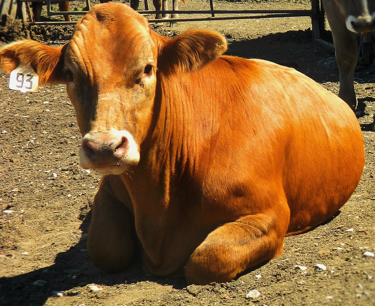 cattle steer market steer free photo