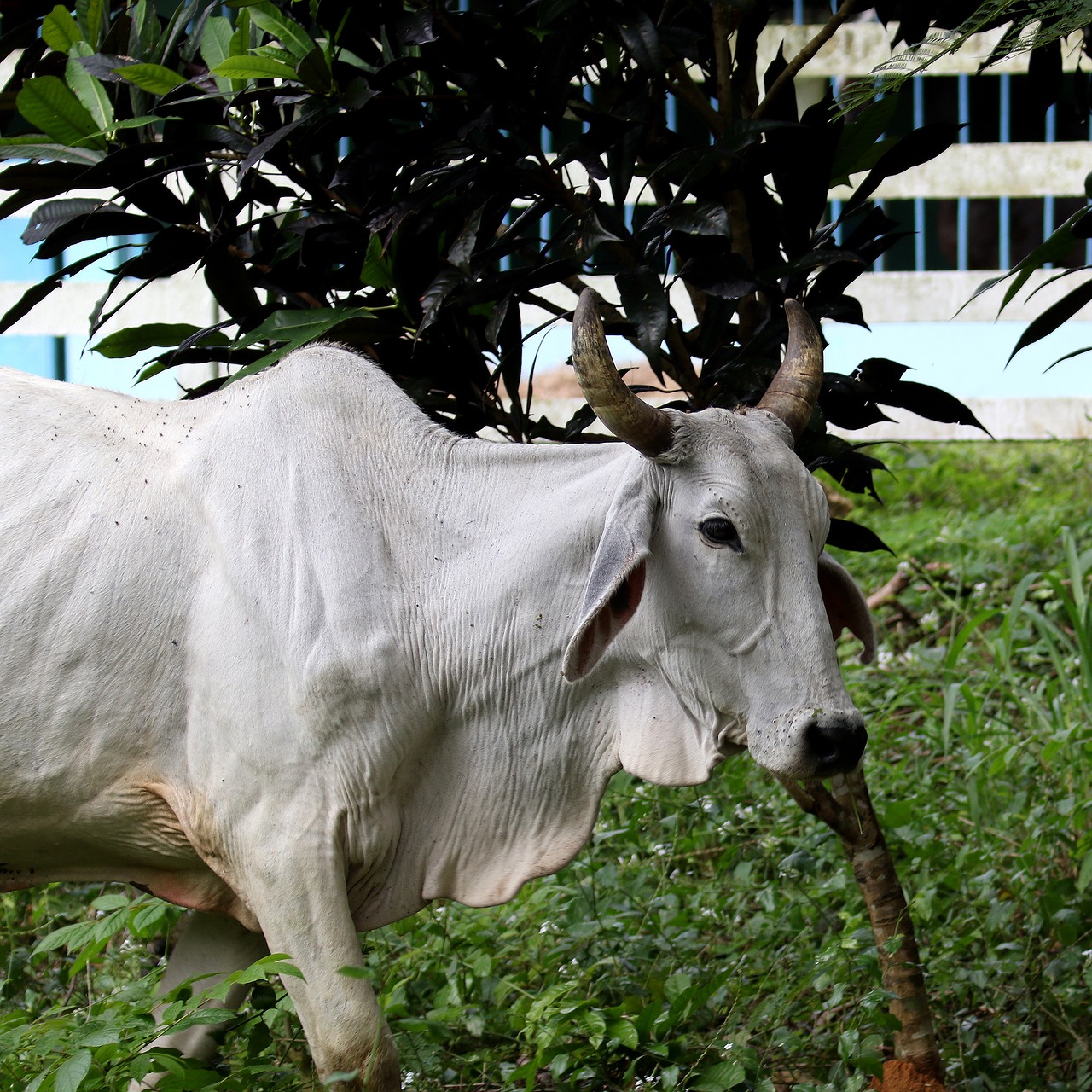 cattle cuba animal free photo