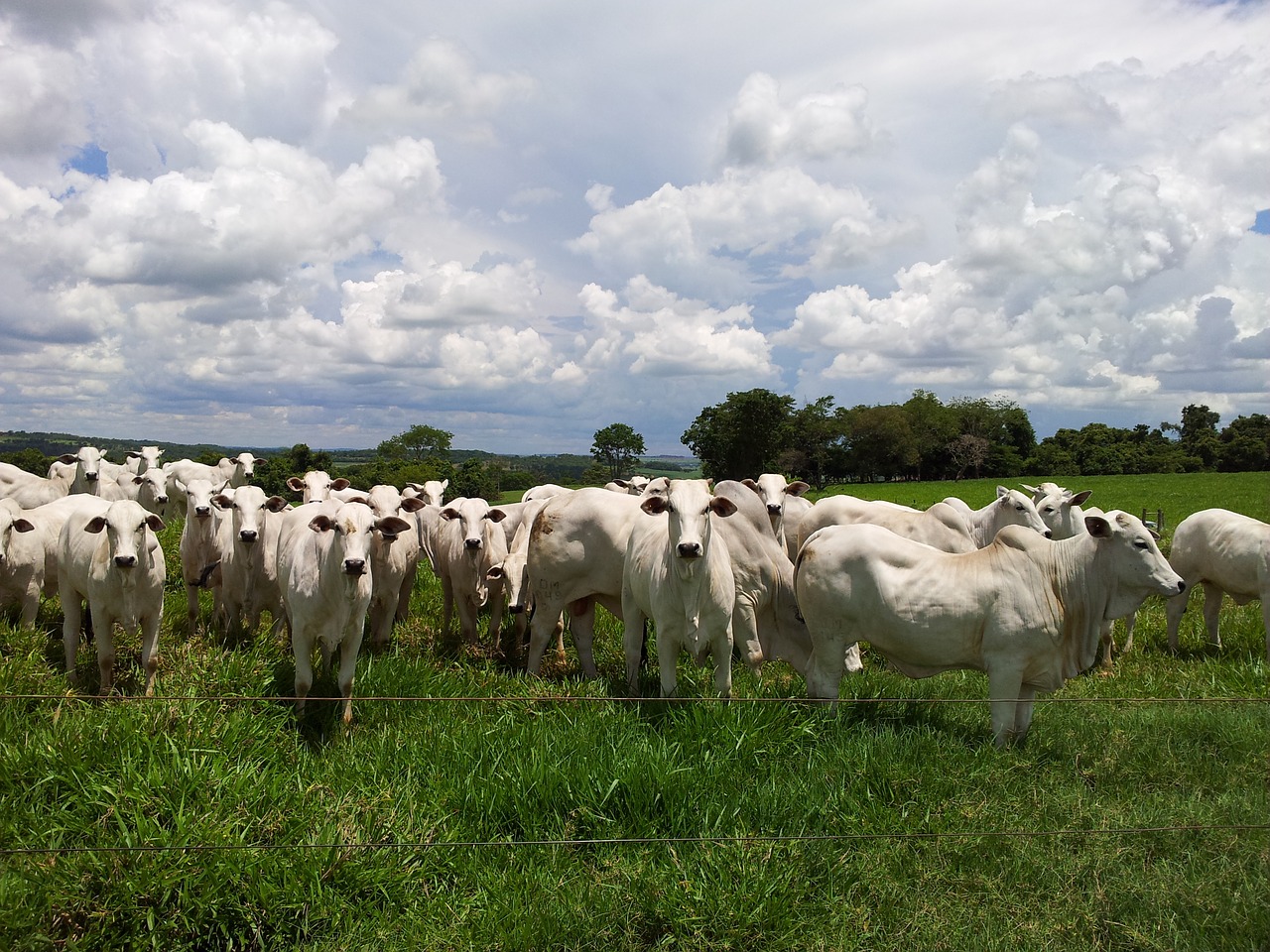 cattle nellore herd free photo