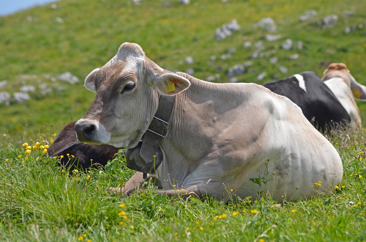 cattle mountain beef free photo