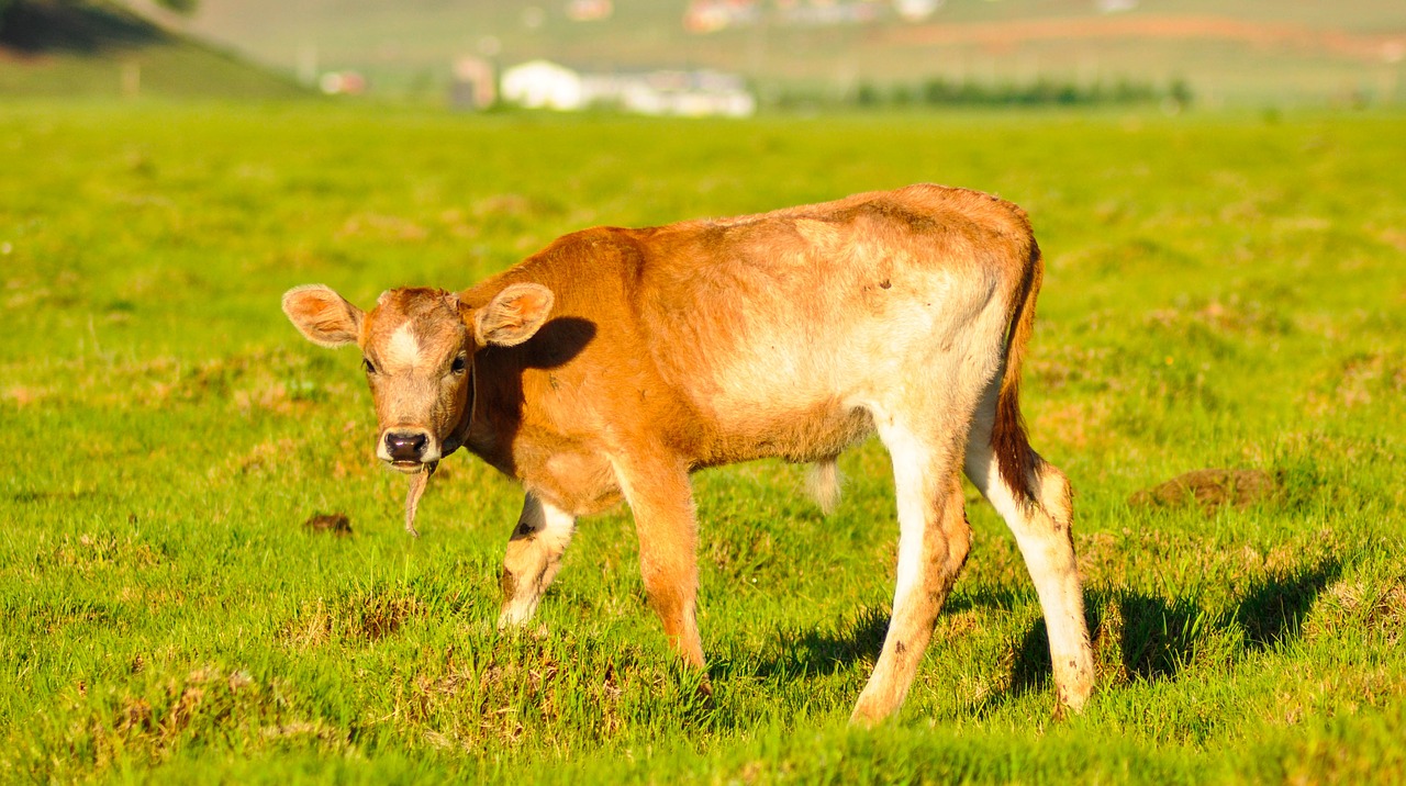 cattle calf cow free photo