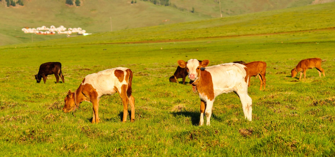 cattle calf calves free photo