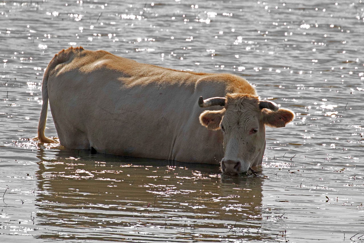 cattle river manzanares spain free photo