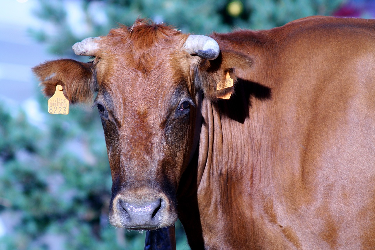 cattle horns navacerada spain free photo