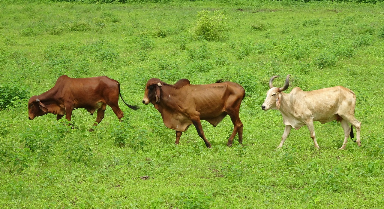 cattle gir breed free photo