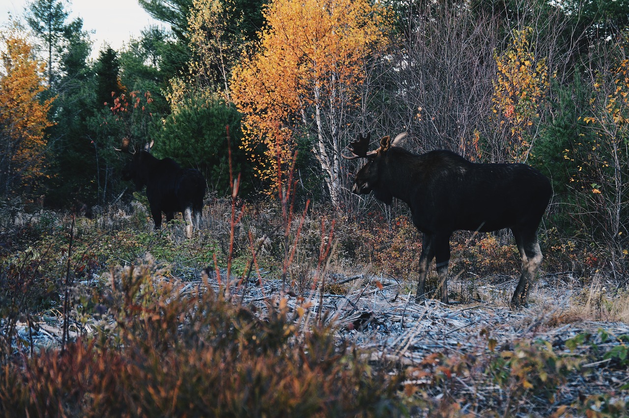 cattle calf cow free photo