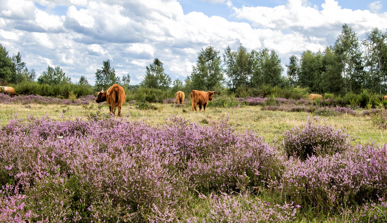 cattle cows heide free photo