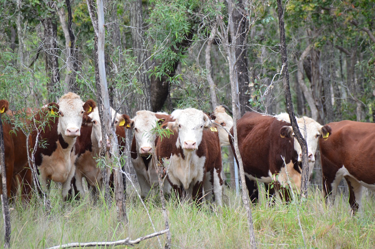 cattle curiosity rural free photo