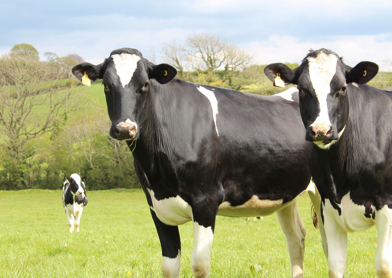 cattle cows holstein free photo