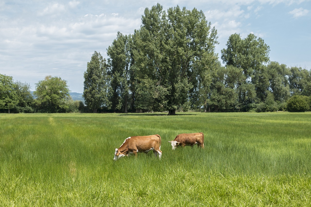 cattle bull juicy pasture free photo