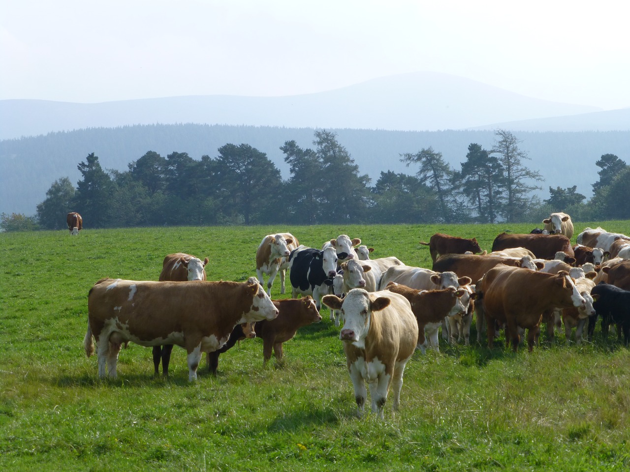 cattle simmental scotland free photo