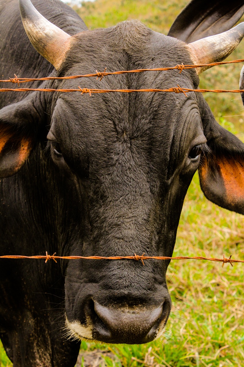 cattle boi rural free photo