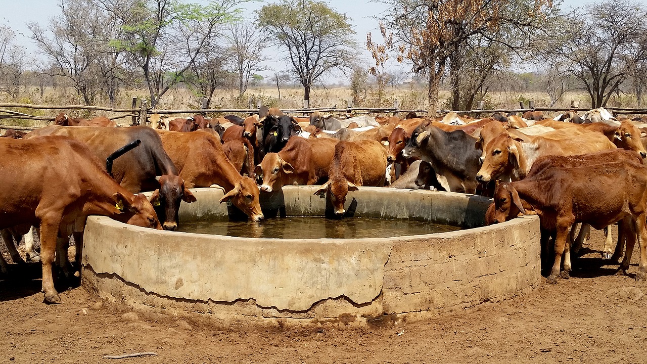 cattle water trough livestock free photo