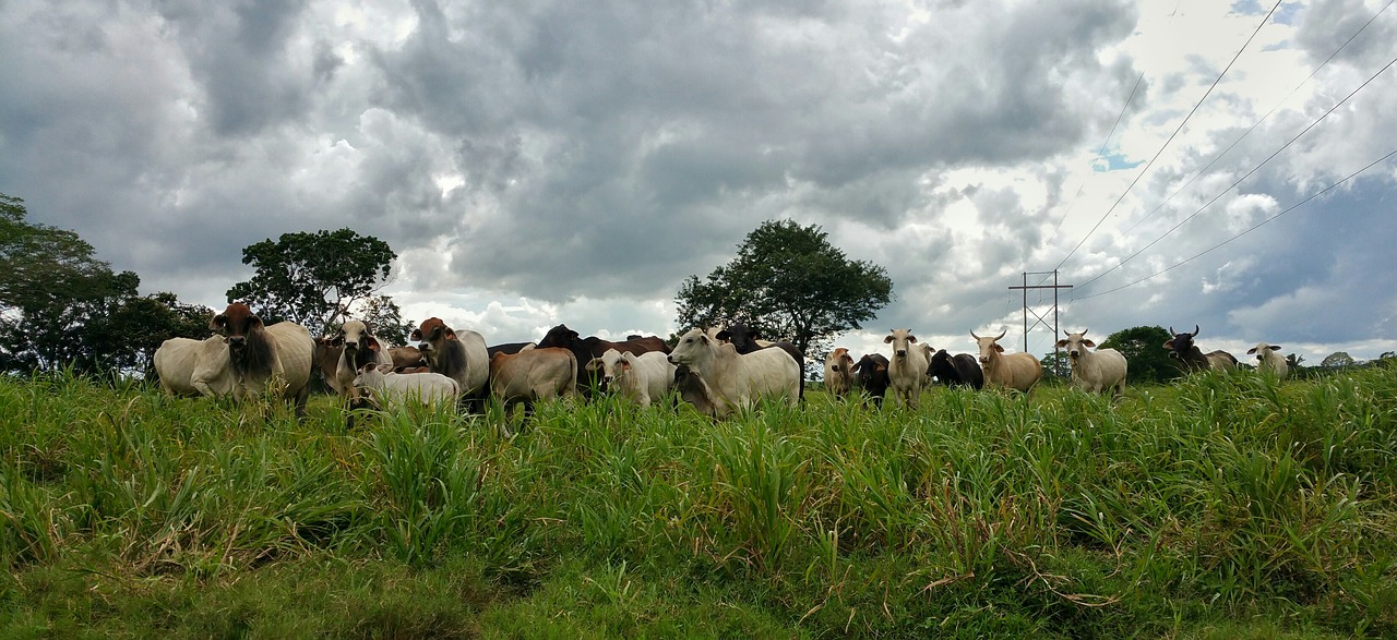 cattle farm animals horns free photo