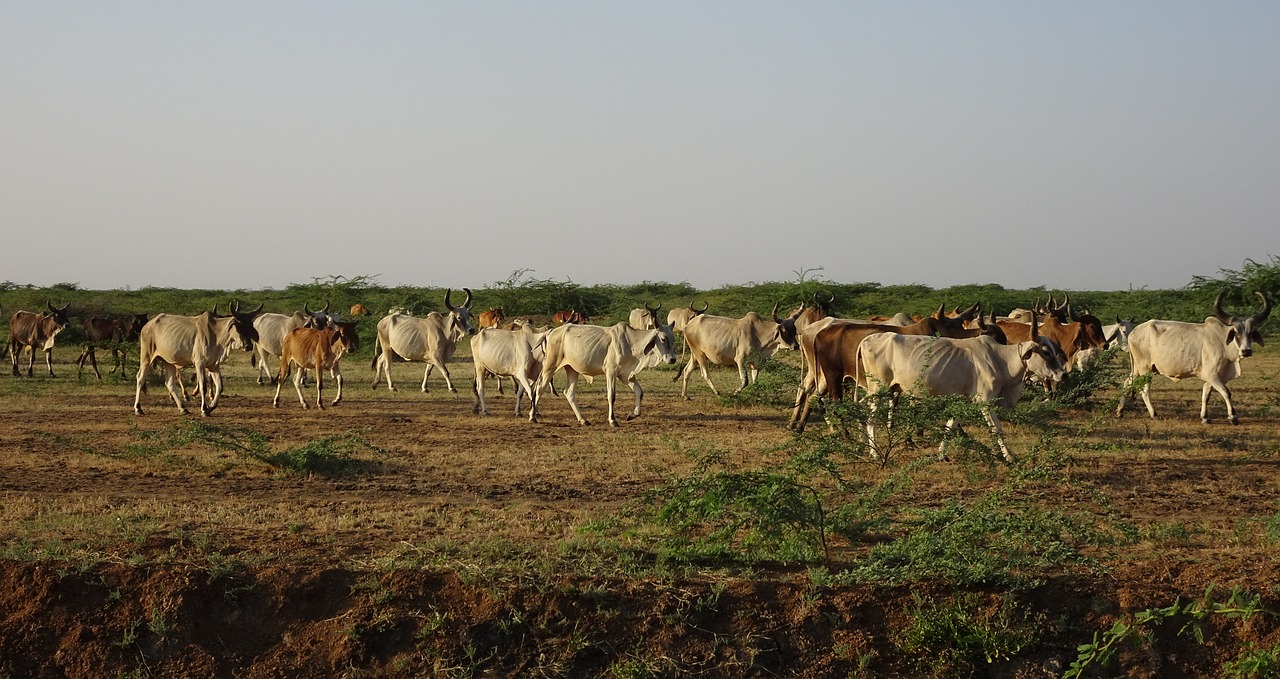 cattle cows herd free photo