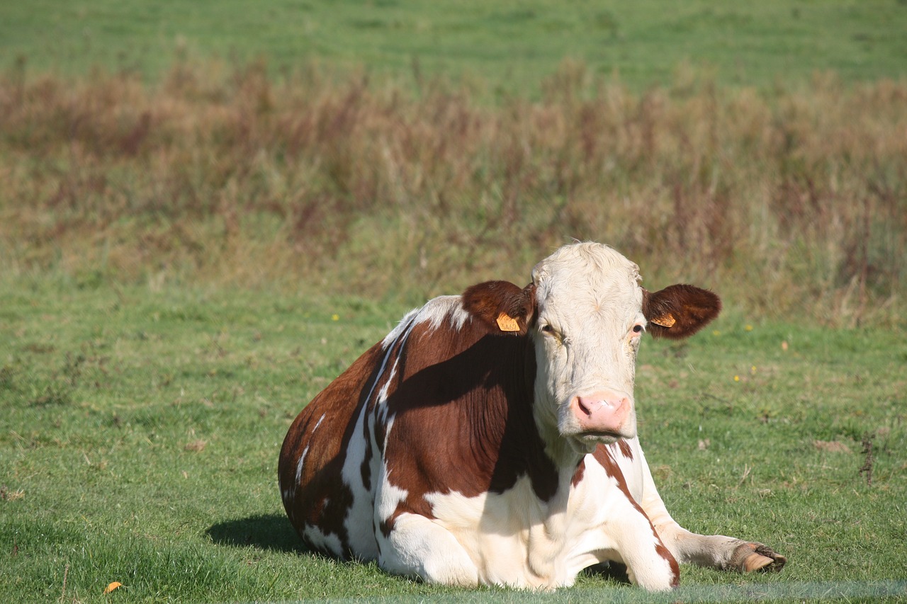 cattle cow breeding free photo