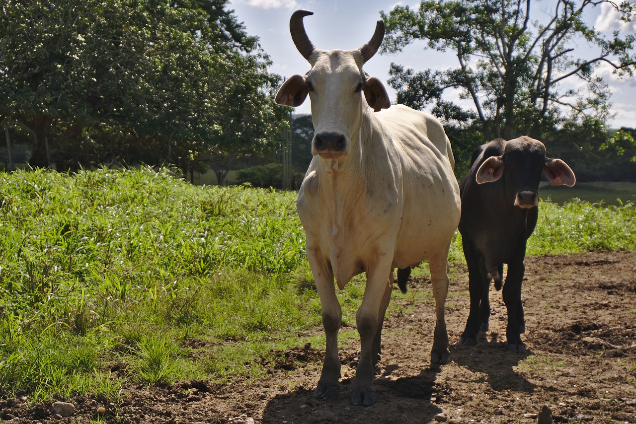 cattle livestock cow free photo