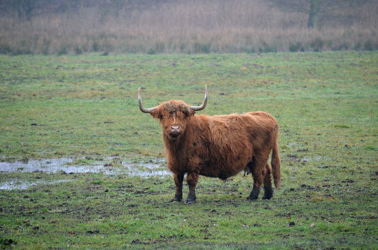 cattle agriculture mammal free photo