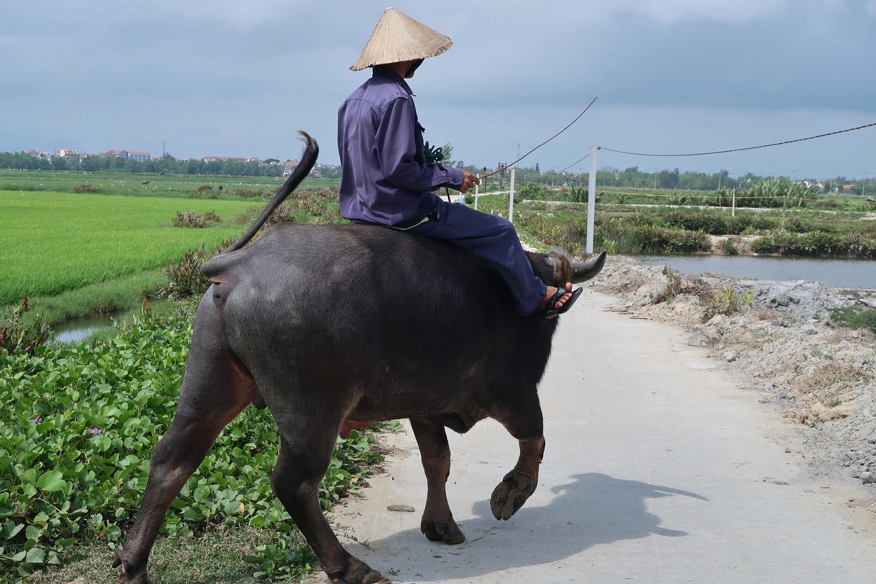 cattle mammal vietnam free photo
