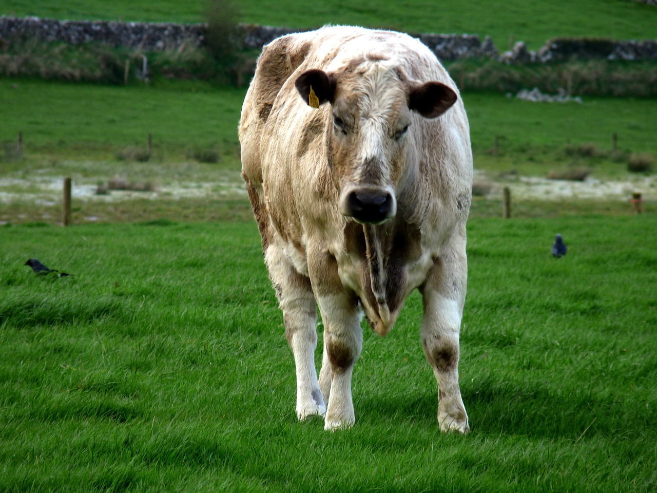 cattle animal brown free photo