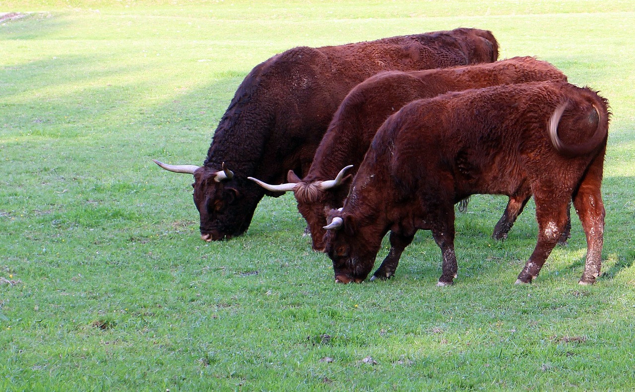 cattle livestock horns free photo