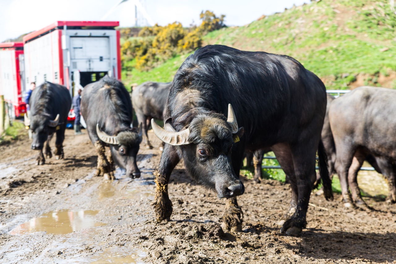 cattle  agriculture  animal free photo