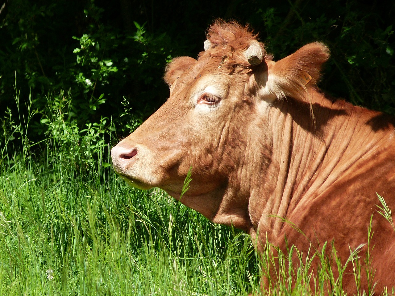 cattle cow animal free photo