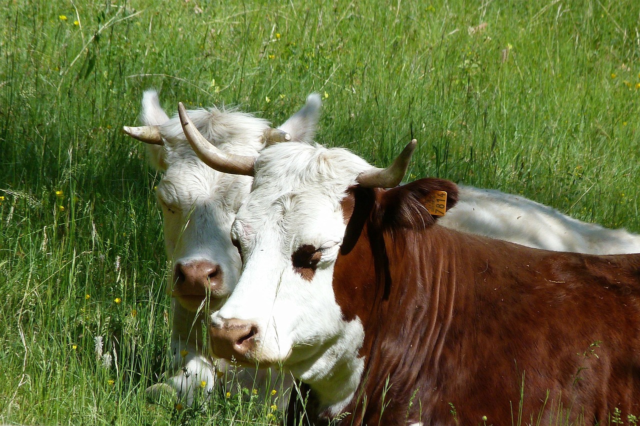 cattle animals farm free photo