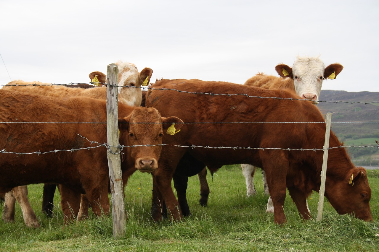 cattle  cows  bulls free photo