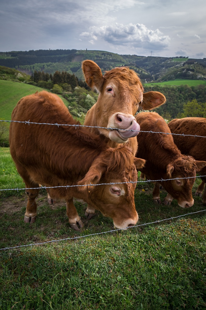 cattle  animal  farm free photo