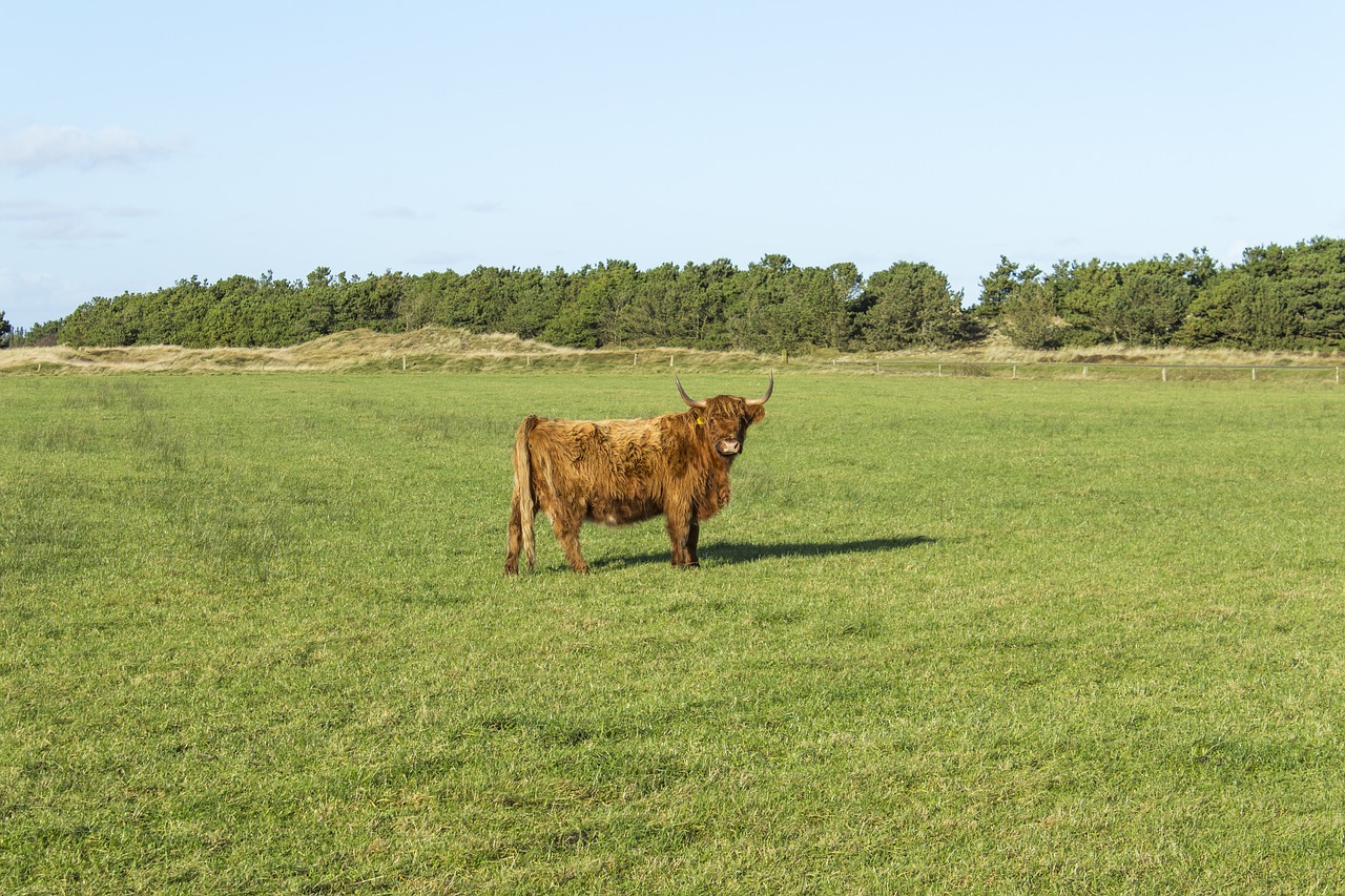 cattle  cow  scottish highlands free photo