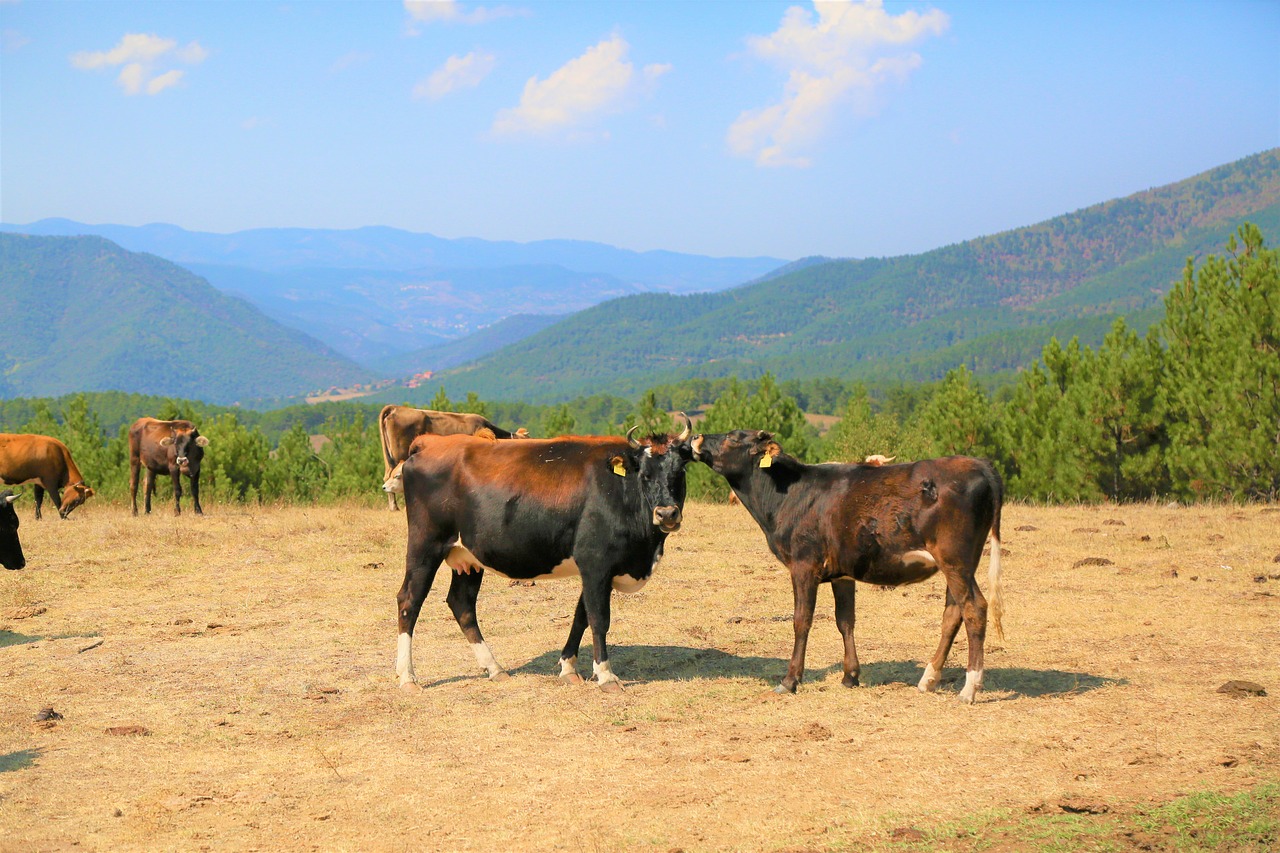 cattle  animal  nature free photo