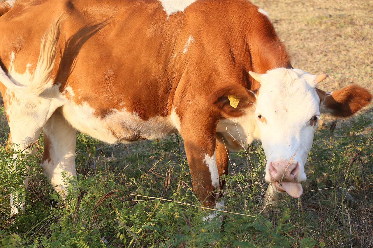 cattle  dana  cow free photo
