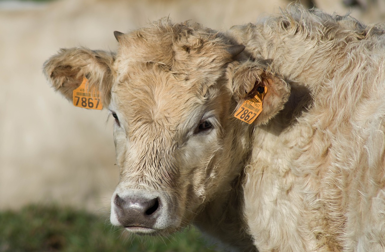 cattle  calf  breeding free photo