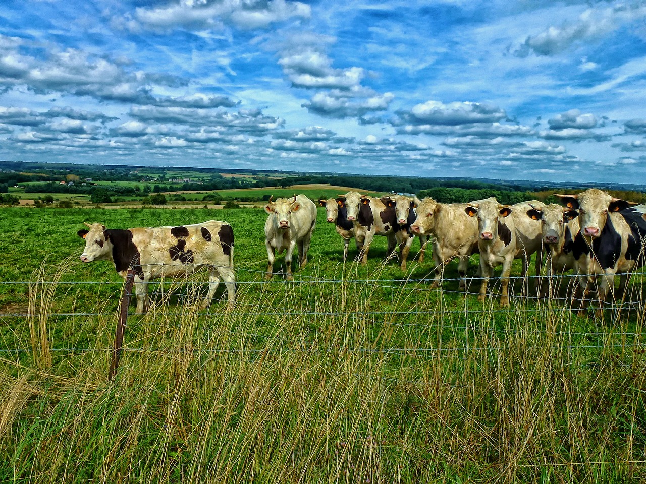 cattle meadow cows free photo