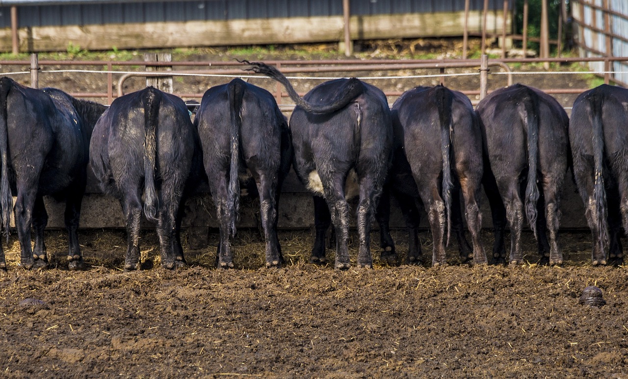 cattle  feedlot  agriculture free photo
