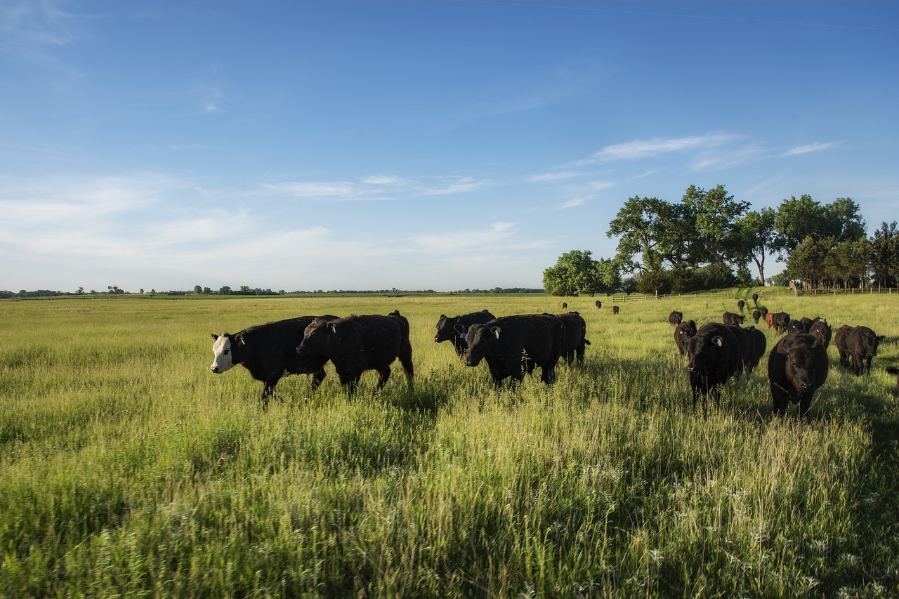 cattle  livestock  pasture free photo