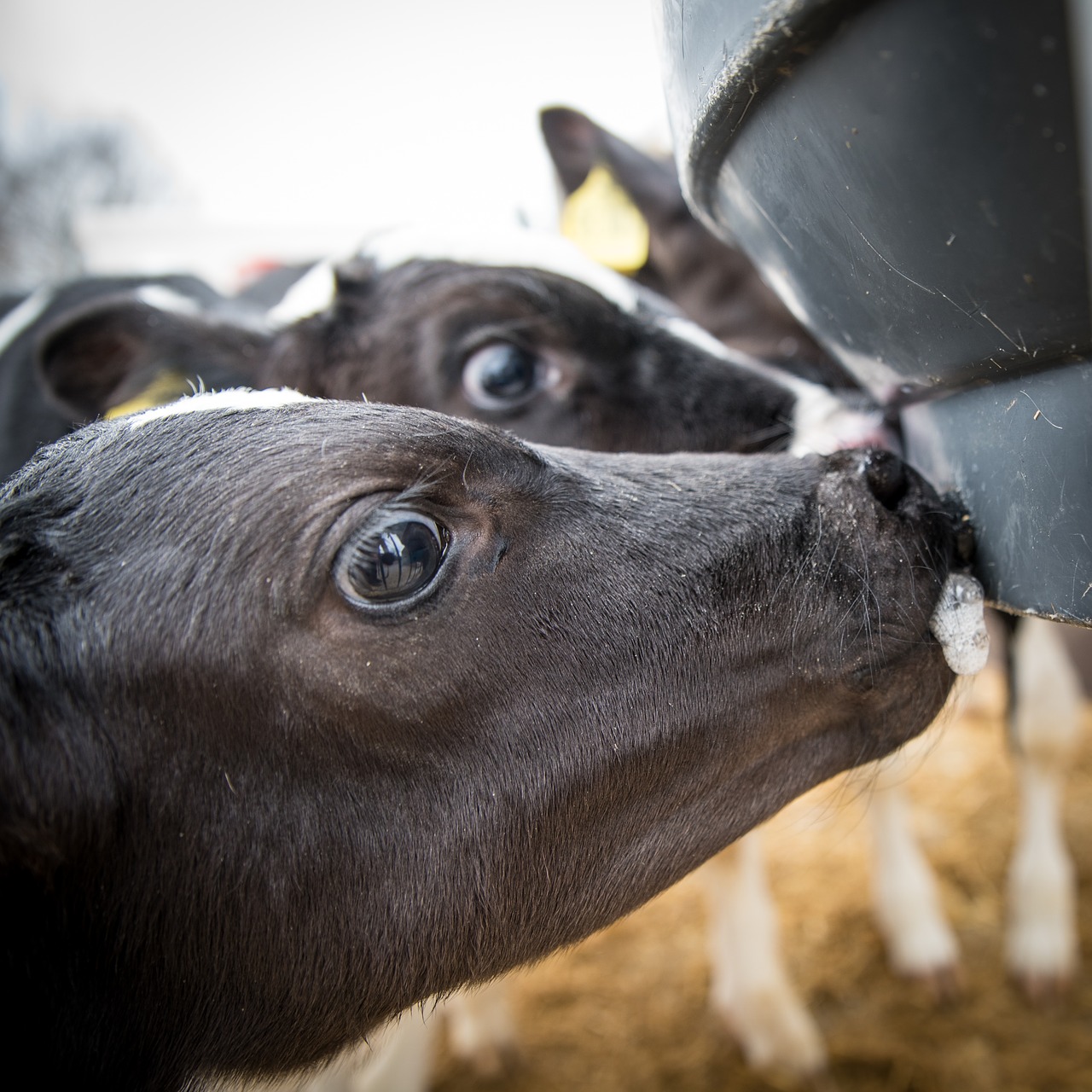 cattle  calf  beef free photo