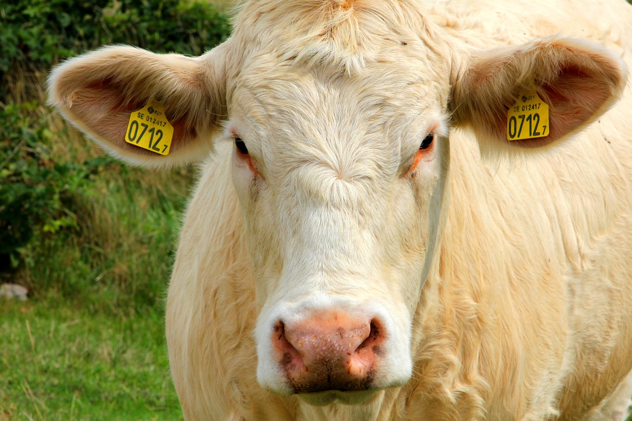 cattle heifer ears free photo