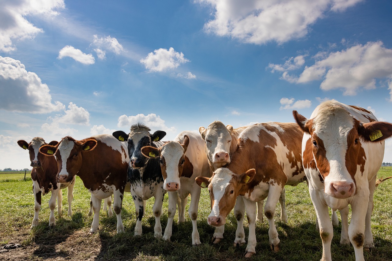 Cattle, cows, farm, oxen, landscape - free image from needpix.com