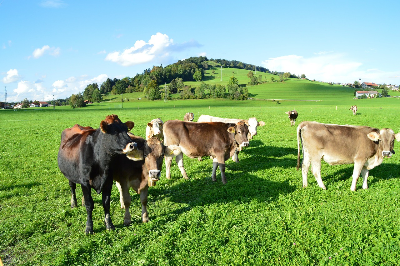 cattle allgäu green free photo