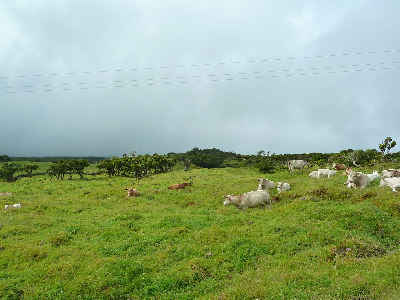 cattle cows landscape free photo