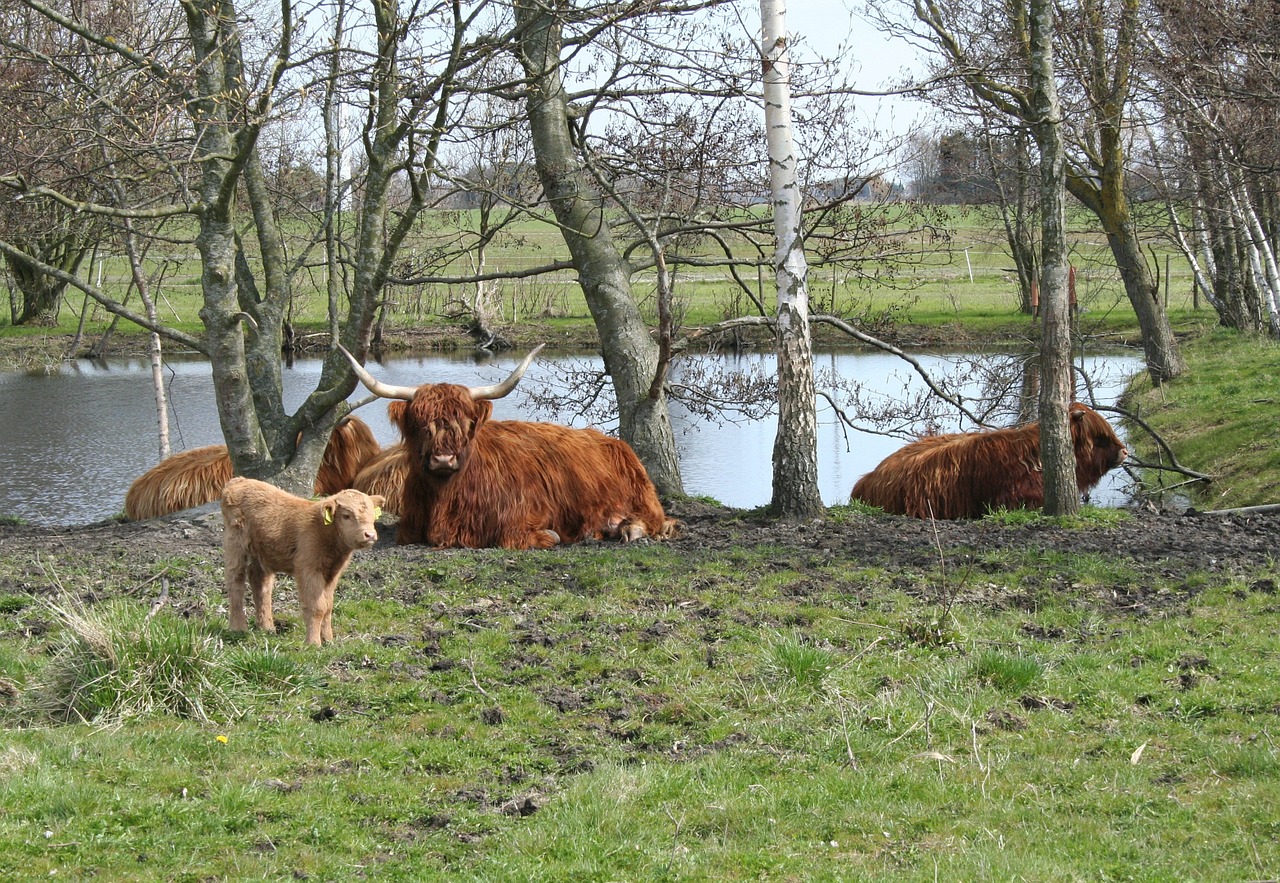 cattle scottish highland cattle highland cattle free photo