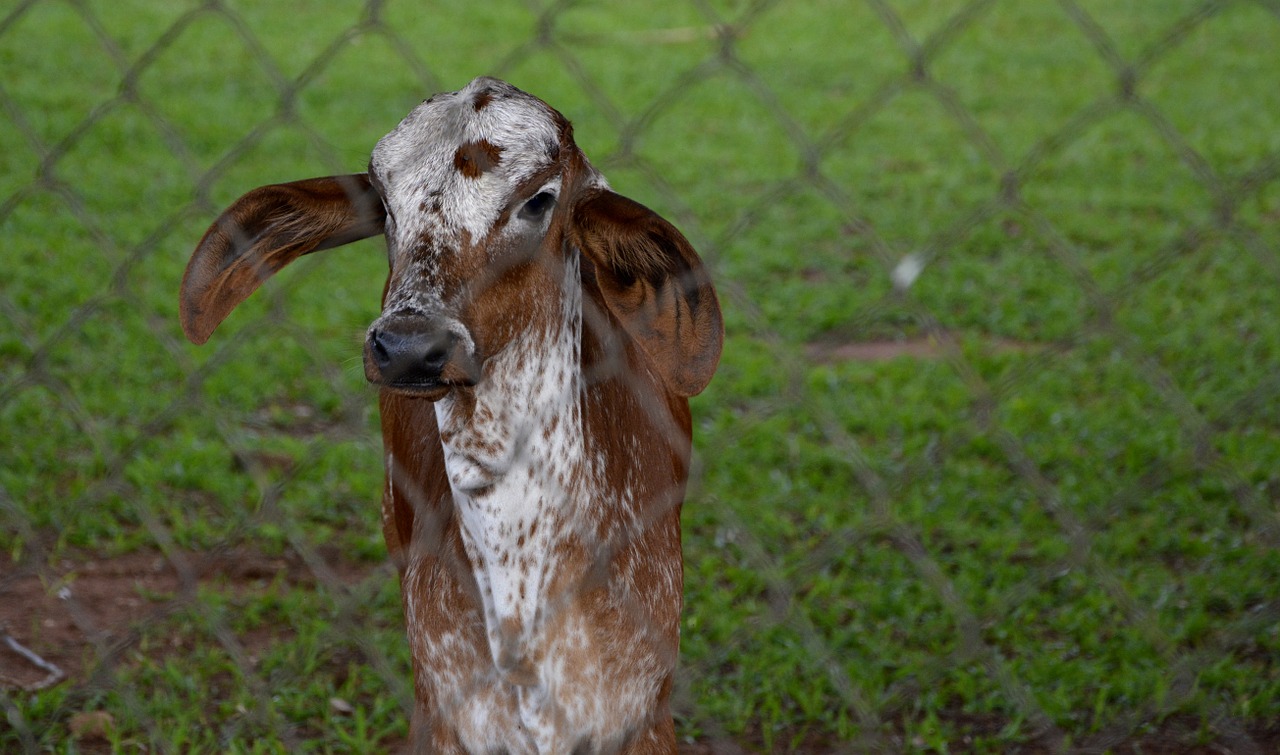 cattle calf boi free photo